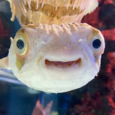 みんなで楽しい世界を作りたい!
会社ではデータ活用推進等などをしています。 コミュニティ活動に興味あります!
お気軽にお声がけください(* 'ᵕ' )♡
Snowflake/Dataiku/Tableau
DataSaber/Snowflake Squad