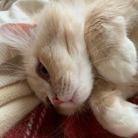 sachi☯️ (@tommy3818) 's Twitter Profile