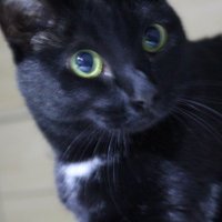 SAVr (@multi_sv) 's Twitter Profile