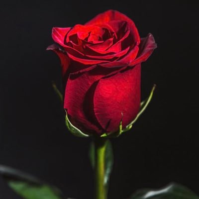 writingbooked's profile picture. 