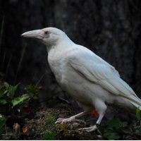 The White Raven(@truthocution) 's Twitter Profileg