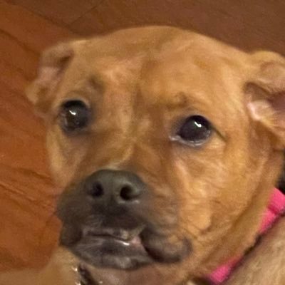 Dani961194's profile picture. Idk