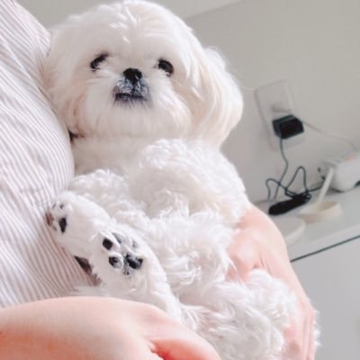 愛犬マコの成長記録をツイートしています🐶🐾 犬種→ペキニーズ⭐️ 生まれ→2020 8.2🐩🐕‍🦺 女の子です。 無言フォロー失礼します🙇フォローといいねとリツイートして下さると喜びます🥺！！マコの事、宜しくお願いします😌♪ YouTubeやってます🐶下記リンクをクリックしてみて下さいね！🐾