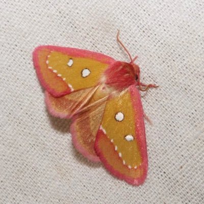 MHleins's profile picture. 