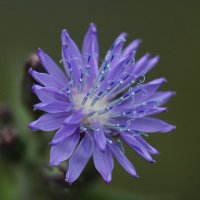 @RBGE_Science(@RBGE_Science) 's Twitter Profile Photo