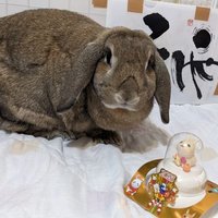 たてよこ梅子 (@1koxalsorawkkff) Twitter profile photo