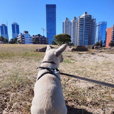 sandrasanguine2's profile picture. Antipitcnt AntiFa