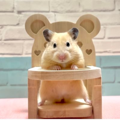 時々我が家の可愛いハムちゃん🐹の投稿してます😊エレカシ、ソロの宮本さん、ウルフルズ、スタレビ、スカパラのライブに行くのを楽しみに毎日頑張ってます😆同じ名前でInstagramゆる〜く楽しくやってますのでよかったら見てください😊