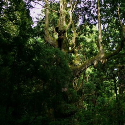 yuto_tamur's profile picture. 東京高専→ITF.(mast20, cs24)