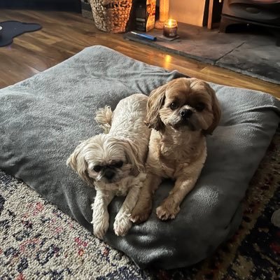 Two little Shih Tzu’s gently sniffing every blade of grass in sight 🐾🐾💕