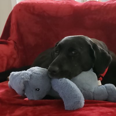 SheriPa93740625's profile picture. conservative - wife, mom and pet lover. Living my best life.