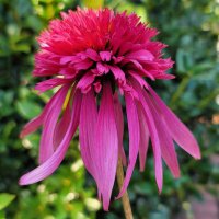 Helen Robst (@hrobst) 's Twitter Profile