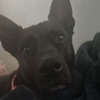 riceland (@rilandmorina1) 's Twitter Profile