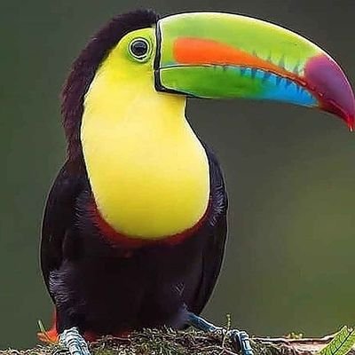 100% Venezolano. Acuario. 🇻🇪 Adoro la Naturaleza