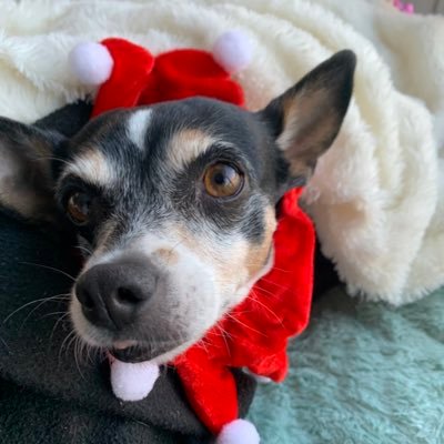 CasieLouMcC's profile picture. Dog lover, nature lover, proudly Canadian