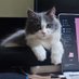 Mama Meong (@__putbay) Twitter profile photo Mama Meong (@__putbay) Twitter profile photo