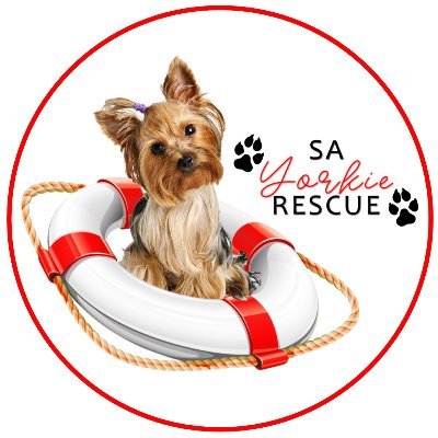 SA Yorkie Rescue