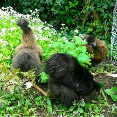 ...kleiner Stadtgarten...mit kleinen Hühnern und großer Freude...an kleinen Ernten...einkochen und kochen... 🚴 Fotos vom Wegesrand und Garten