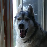 Teri Kovarik π (@classyk9mom) 's Twitter Profile