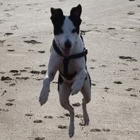 Tim 🦊 English (@guruofgloomlcfc) 's Twitter Profile