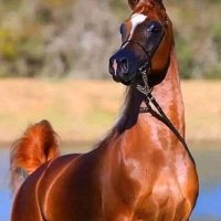 King Ksa (@e3e802f226e149f) 's Twitter Profile