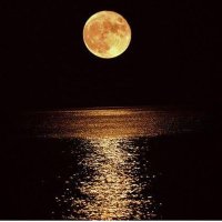 Mustafa BJK 1903 (@mustafa68751743) 's Twitter Profile