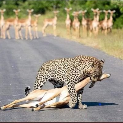 Cyrusdee1's profile picture. 