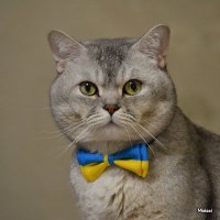 Мойсей (@chernobaevihor) 's Twitter Profile Photo Мойсей (@chernobaevihor) 's Twitter Profile Photo