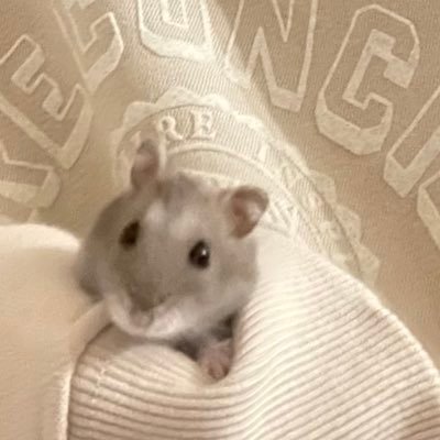 encyclopediazit's profile picture. 💬用 (21)