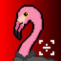 🦩 CryptoMingos 🦩 (@cryptomingosnft) 's Twitter Profile
