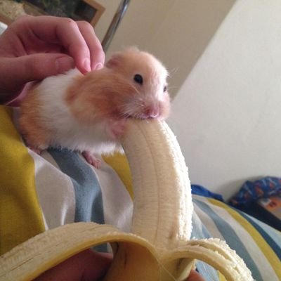 🔞 NSFW Gay Content | Boricua 🇵🇷 | Kissimmee, FL 📍| Vers Top