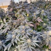 Farmer, husband, grandfather of 11, Chef, farmed produce and hemp using aquaculture & hydroponic, used sustainable practices, lives SC, BS in horticulture