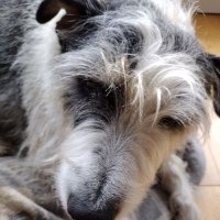 Fifi (@tinks02732125) 's Twitter Profile