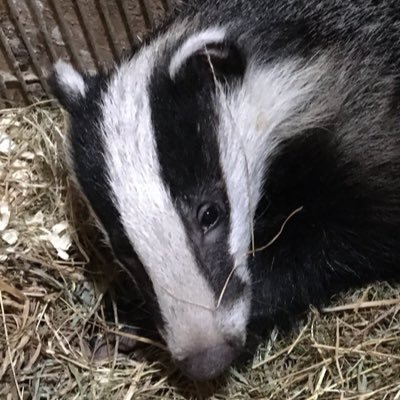 🦡🍂🦡National enforcement group tackling crimes against badgers 🦡🍂🦡🦡🍂 Police and partners 🦡🌳🪵