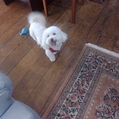 DogRicota's profile picture. Dog