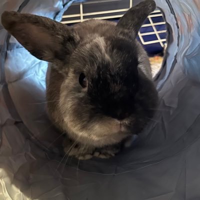 Oreo_The_Rabbit's profile picture. Oreo The Bunny, My owner’s account is @vylpes