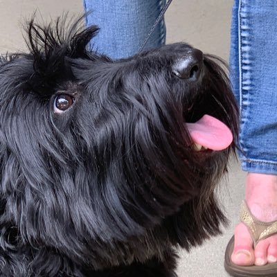 Phineas the 2 and a half year old Scottie, keeping the neighborhood safe. Loves treats and belly rubs.