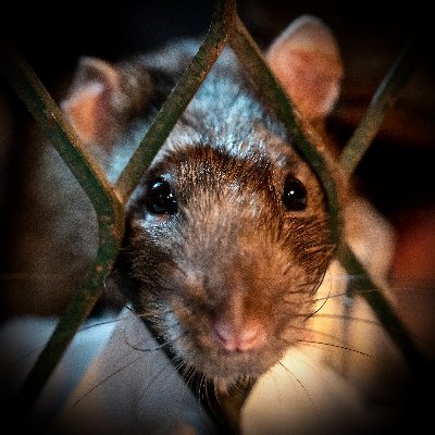 Dive down the rathole to discover remarkable superpowers that make rats the evolutionary heroes of the animal kingdom.