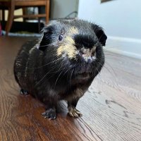 Oscar (@felixandoscar1) 's Twitter Profile