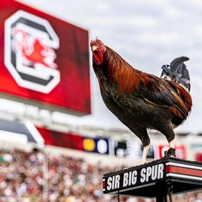 Sir Big Spur the Official Live Mascot for The University of South Carolina Gamecocks!  Hebrews 10:24