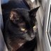 The Black Cat 🇨🇦 (@jessnbrianhill) Twitter profile photo The Black Cat 🇨🇦 (@jessnbrianhill) Twitter profile photo