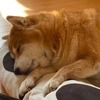 すけはるだよ (@one_clippyorz) 's Twitter Profile