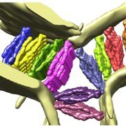 Biochemistry & Molecular Biophysics(@ColumbiaBiochem) 's Twitter Profile Photo