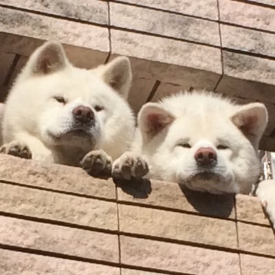 渋谷のディズニーストア限定品 ぬいぐるみにしようか迷いましたがキー