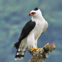 vAhana (@goghritam) 's Twitter Profile