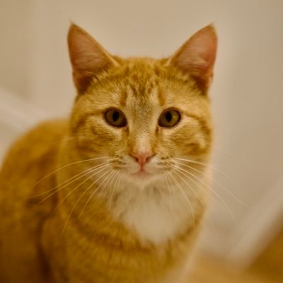 RichDaCat313 Profile Picture