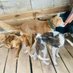 Kaweesa Douglas (@savedogslifeug1) Twitter profile photo Kaweesa Douglas (@savedogslifeug1) Twitter profile photo