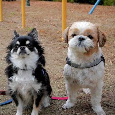 チョコ🍫（チワワ♂）とモカ☕️（シーズー♀）の日常をインスタ中心に投稿中。『しやごちゃんねる＠グルメ旅』 一押しです❗️😉自分のリンクを含めこちらからどうぞ💁 https://t.co/PtV9hVpAzG