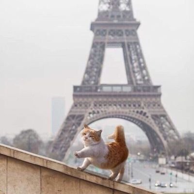 lee85020876's profile picture. chase for love & peace