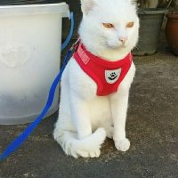 Bobcat (@bobcat30345318) 's Twitter Profile